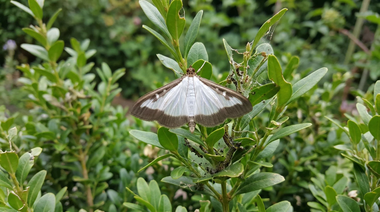 Buxusmot bestrijden op een natuurlijke manier
