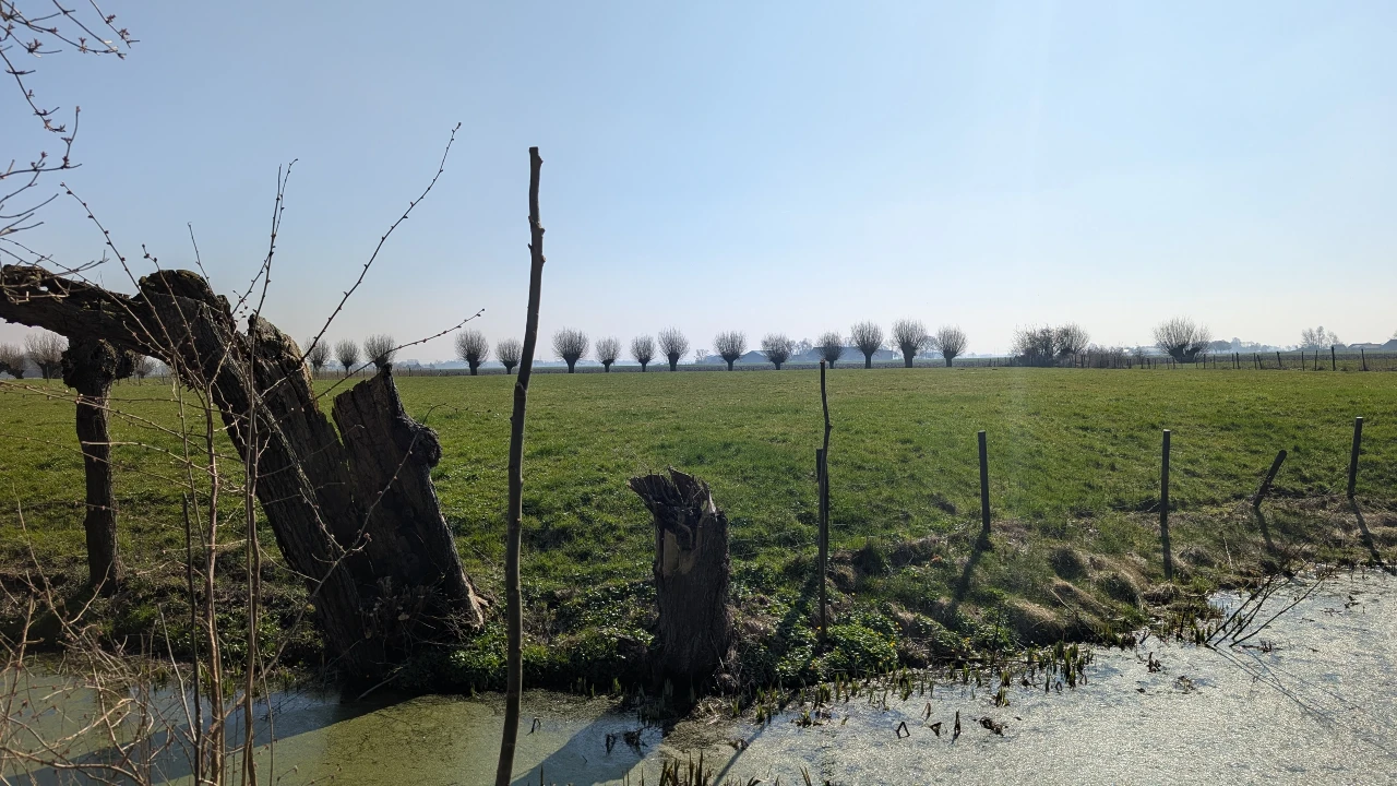 Hoe stek je een knotwilg?