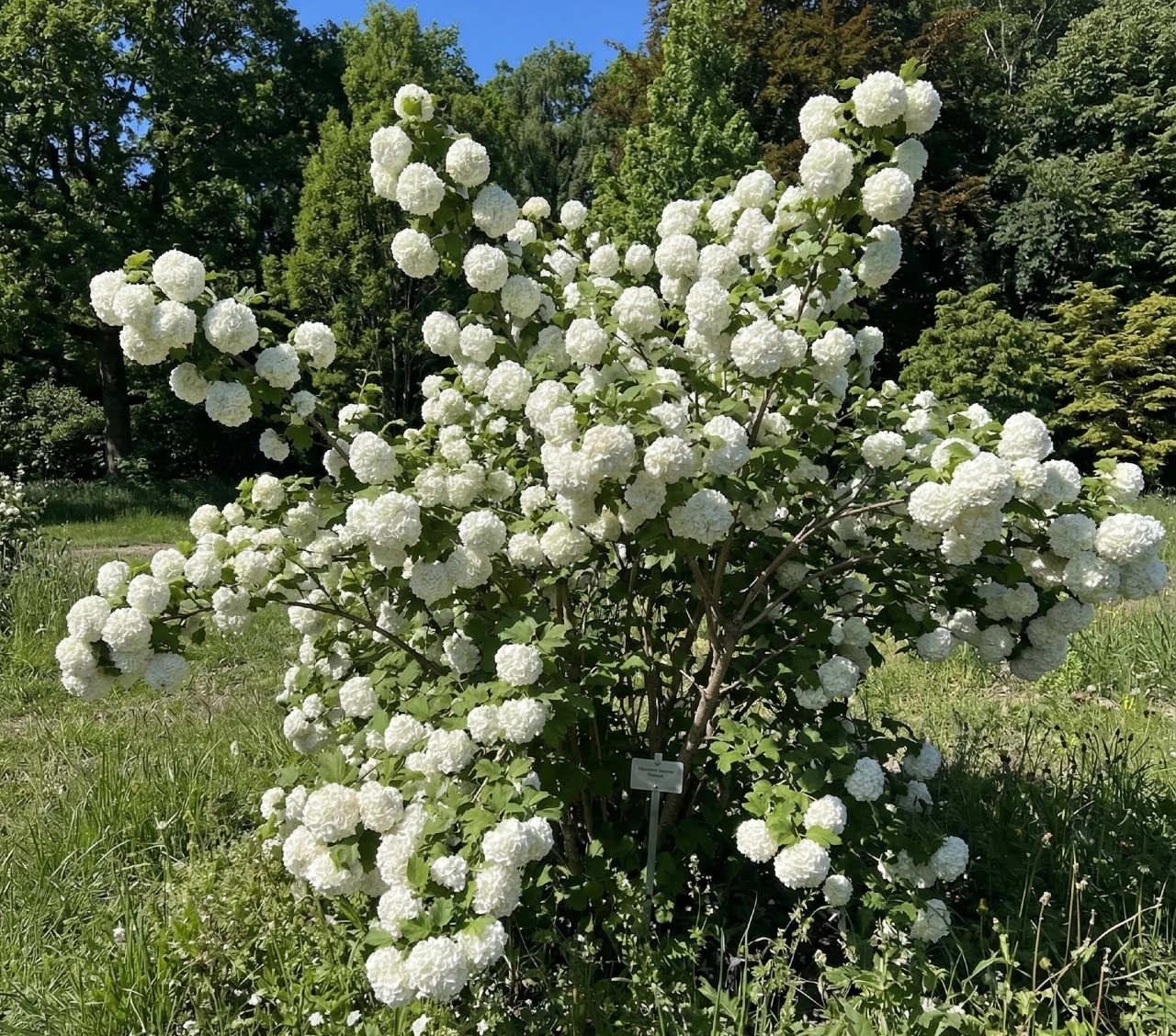 Gelderse roos stekken: hoe doe je dat?