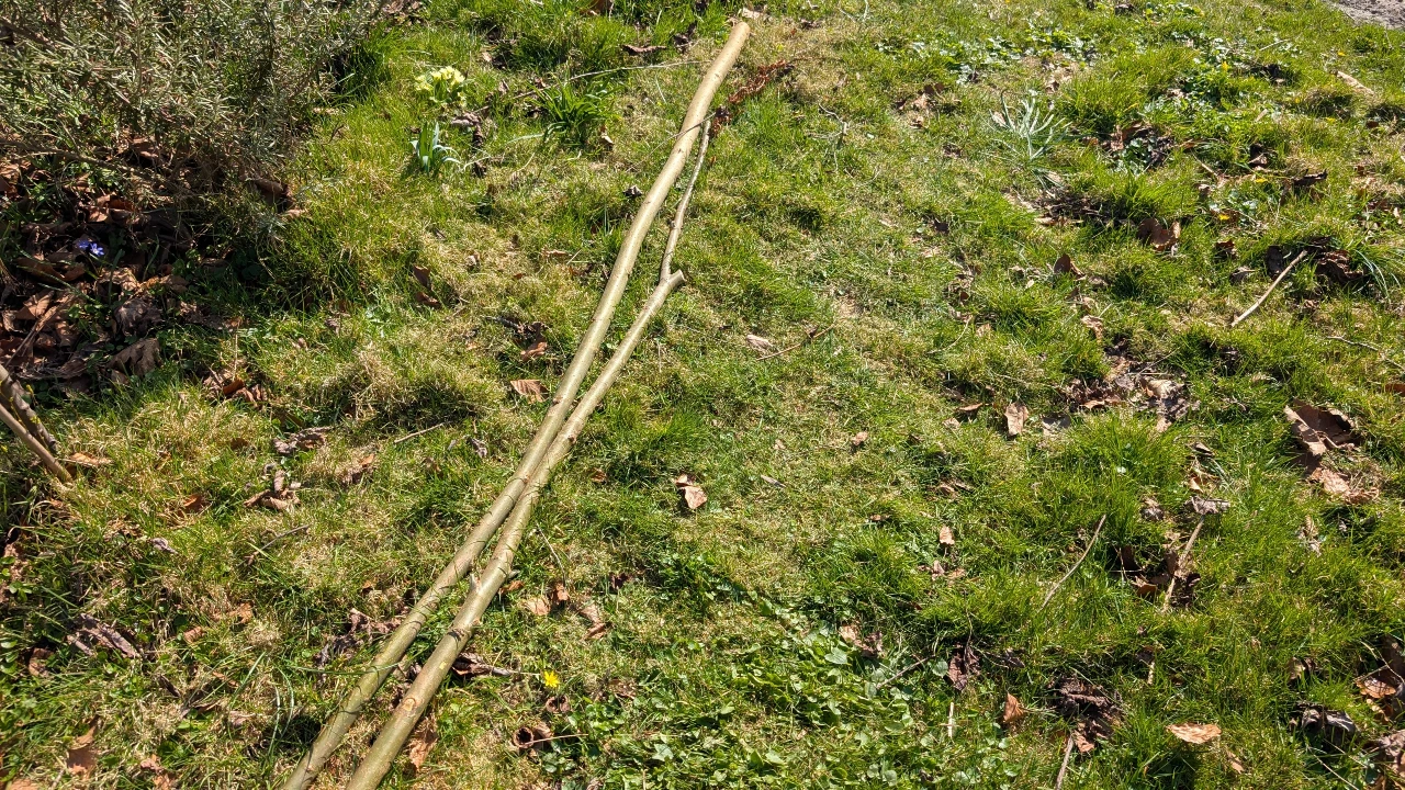 Een lange tak die gebruikt wordt als stek van een knotwilg