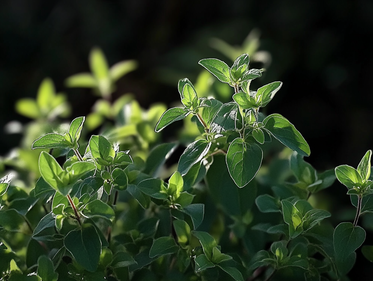 Hoe moet je oregano stekken?