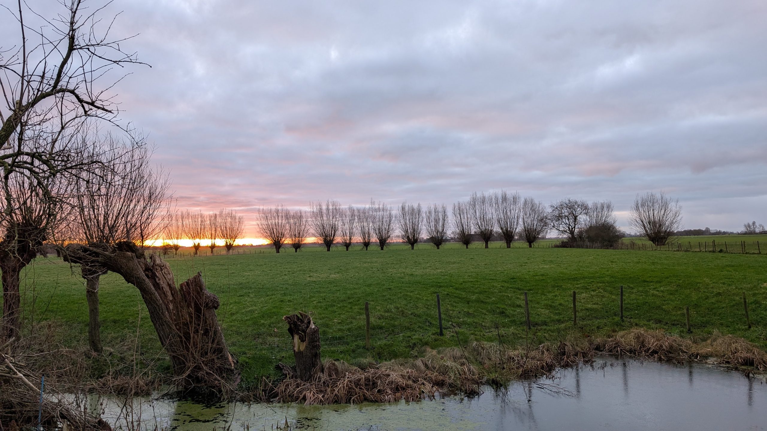 Hoe knot je een wilg?