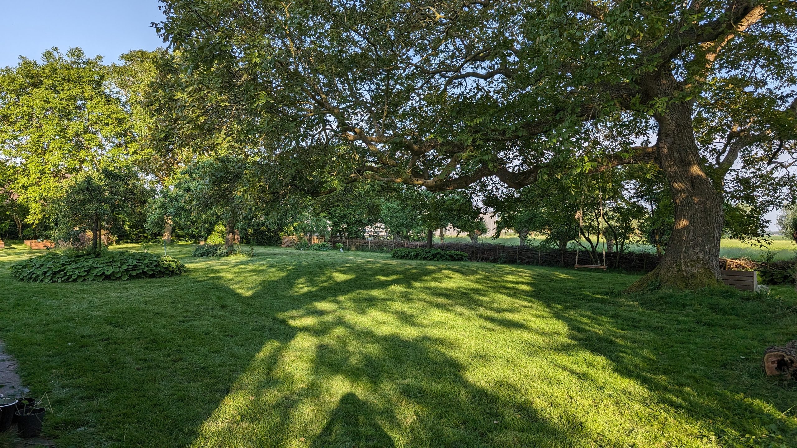 Alles over de walnotenboom (inclusief informatie over juglon)
