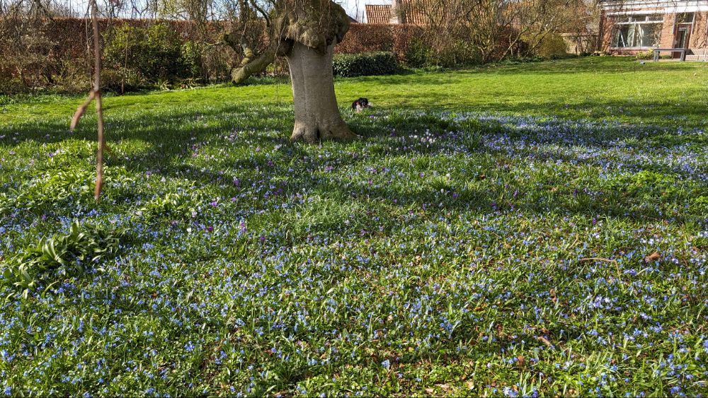Stinzenplanten in bloei in de tuin